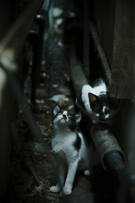 跨界的宿命,NBA季后赛与梅西共享的终极法则