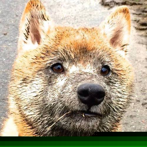 西亚卡姆,用43分定义关键先生,猛龙真正核心浮出水面