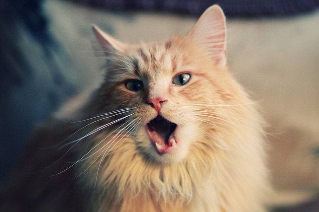 跨界球王与时空错位,当库里在欧冠决赛闪光,广东队却强行终结了雄鹿