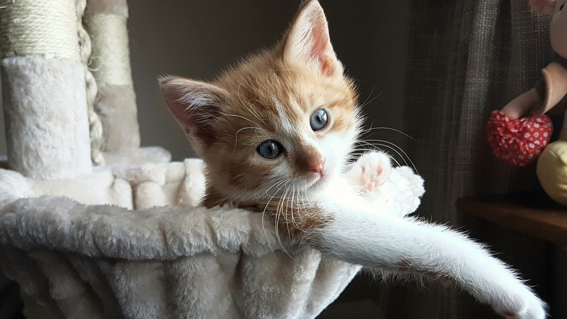 伊布绝杀!佛罗伦萨惊天逆转伊拉克