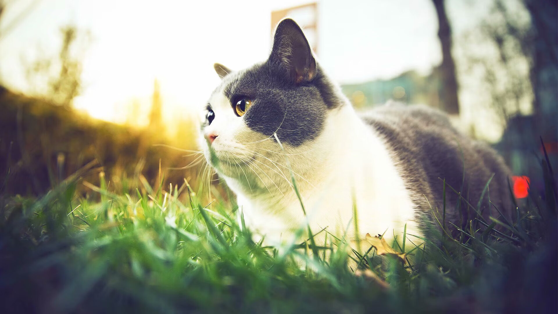 防守如纸糊!小贾伦·杰克逊轰下40分15板,雄鹿防线在他面前彻底沦为背景板