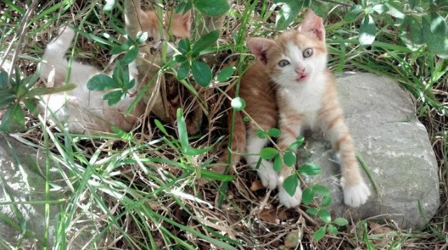 一锤定音！德罗赞化身终极胜负手，浙江队完美压制终结广厦反扑