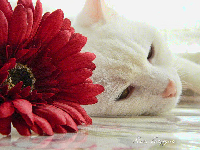 绿茵场上的进站窗口，乌拉圭如何用F1式战术压制波兰